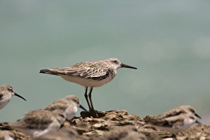 Great Knot - in winter plumage facing a strong wind Great Knot - in winter plumage facing a strong wind