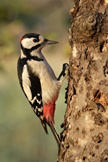 Great-spotted WOODPECKER - male searching for food in garden Great-spotted WOODPECKER - male searching for food in garden