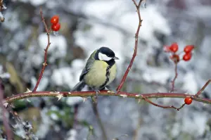 Great Tit Perched Print