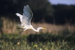 Great White Heron Prints: Great White Heron - in flight