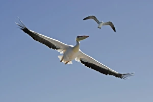Great White Pelican - In flight seen from below - with a Cape Kelp Gull above the pelican Great White Pelican - In flight seen from below - with a Cape Kelp Gull above the pelican