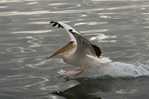 Great White Pelican - Landing on water near Walvis Bay Great White Pelican - Landing on water near Walvis Bay