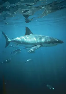 Prints of VT-3886 Great White / White / White Pointer SHARK Distribution: Tropical and Temperate waters, Worldwide Great White Shark Prints: Great White Shark Print VT-3886