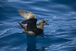 Great Winged Petrel Great Winged Petrel