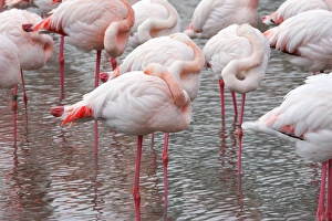 Greater Flamingo - flock sleeping Greater Flamingo - flock sleeping