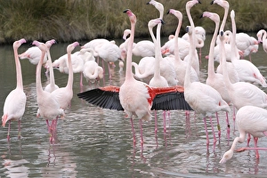 Greater Flamingo - flock in water displaying with wings out Greater Flamingo - flock in water displaying with wings out