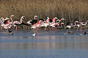 Greater Flamingo - group in water Greater Flamingo - group in water