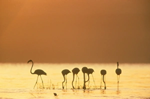 Greater Flamingo - Silhouette of seven birds in fresh water for a drink Greater Flamingo - Silhouette of seven birds in fresh water for a drink