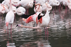 Greater Flamingo - in water, aggressive posture Greater Flamingo - in water, aggressive posture