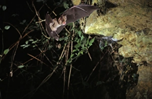 Greater horseshoe bat flying into a cave (old iron mine) post breeding season (end of august) Greater horseshoe bat flying into a cave (old iron mine) post breeding season (end of august)
