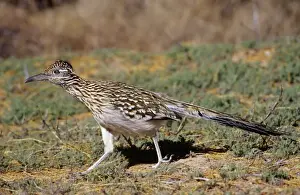 Tom And Pat Leeson Artwork Prints: Greater Roadrunner Bosque del Apache, National Wildlife Reserve, New Mexico