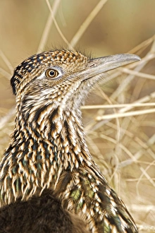 Greater Roadrunner - Large-crested-terrestrial bird of arid Southwest Greater Roadrunner - Large-crested-terrestrial bird of arid Southwest