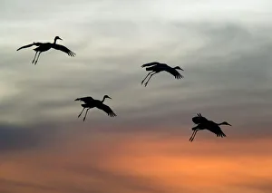 Greater Sandhill Cranes - in flight, coming in to winter roost at sunset Greater Sandhill Cranes - in flight, coming in to winter roost at sunset
