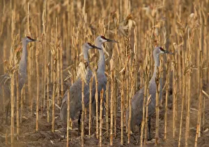 Greater Sandhill Cranes - in winter, feeding in maize (corn) field Greater Sandhill Cranes - in winter, feeding in maize (corn) field