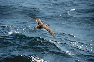 Greater SHEARWATER - in flight over sea Greater SHEARWATER - in flight over sea