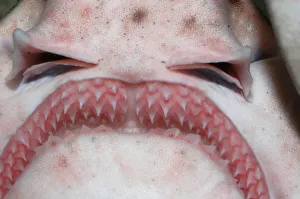 Greater Spotted Dogfish - teeth and jaws, teeth continuously replaced from behind Greater Spotted Dogfish - teeth and jaws, teeth continuously replaced from behind