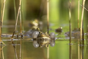 Green Frog - with inflated vocal sacs - in garden pond