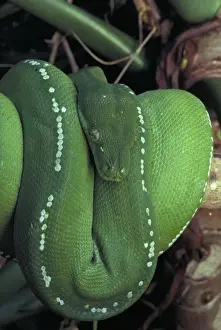 Green Python - Coiled Print