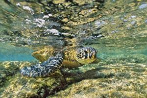 Green Sea turtle - feeding on algae along shoreline rocks Green Sea turtle - feeding on algae along shoreline rocks