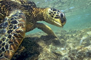 Green Sea Turtle - feeding on algae underwater Green Sea Turtle - feeding on algae underwater