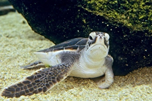 Green Sea Turtle - Young, resting underwater Green Sea Turtle - Young, resting underwater