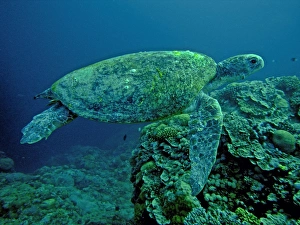 Green Turtle - A female drifting along the reef edge waiting for high tide to go ashore and lay her eggs Green Turtle - A female drifting along the reef edge waiting for high tide to go ashore and lay her eggs