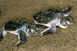 Images Dated 15th March 2007: Green Turtle - pair of hatchlings Toruguero, Costa Rica