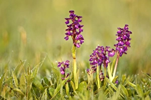 Green-winged Orchids - In early morning light Green-winged Orchids - In early morning light
