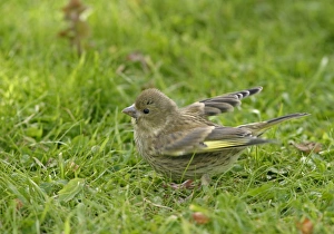 Greenfinch - Youngster food begging in meadow side view Greenfinch - Youngster food begging in meadow side view