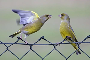 Greenfinches - 2 male birds fighting on garden fence Greenfinches - 2 male birds fighting on garden fence
