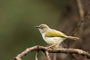 Grey Backed Camaroptera / Bleating Warbler Grey Backed Camaroptera / Bleating Warbler