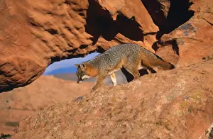 M Watson Photographer Prints: Grey Fox