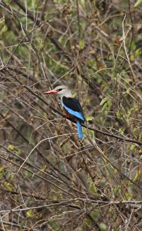 Grey Headed / Grey-headed Kingfisher - Perched on branch Grey Headed / Grey-headed Kingfisher - Perched on branch