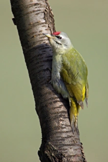 Grey-Headed Woodpecker - Male perched on tree stem Grey-Headed Woodpecker - Male perched on tree stem