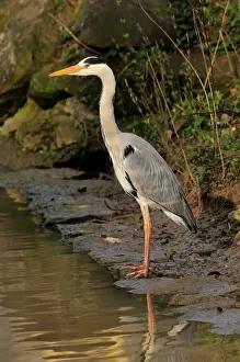 Prints of SM-2270 Grey heron Baden-Wrttemberg, Germany Ardea cinerea Stefan Meyers Please note that prints are for personal display purposes only and may not be reproduced in any way. Phyllostomidae Prints: Grey Heron Print, Germany
