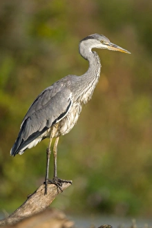 Grey Heron - Immature bird perched on floating log Grey Heron - Immature bird perched on floating log