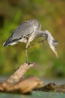 Grey Heron - Immature bird perched on floating log, preening Grey Heron - Immature bird perched on floating log, preening