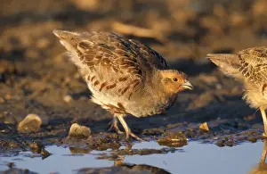 Chris Knights Photography Prints: Grey Partridge - drinking