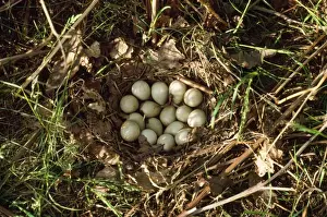 Prints of CK-3183 GREY PARTRIDGE EGGS - in nest on ground Perdix perdix Chris Knights Please note that prints are for personal display purposes only and may not be reproduced in any way. Grey Partridge Prints: Grey Partridge Print - Perdix perdix eggs in nest on ground