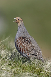 Grey Partridge - Male calling in nesting territory Grey Partridge - Male calling in nesting territory