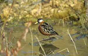 Waterbird Images Prints: Grey Phalaropes