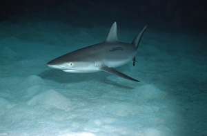 Grey Reef Shark - Shark swimming over sand at dusk. Small Remora attached Grey Reef Shark - Shark swimming over sand at dusk. Small Remora attached