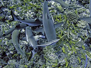 Grey Reef SHARKS - attracted to the smell of herrings inside a small plastic tube search Grey Reef SHARKS - attracted to the smell of herrings inside a small plastic tube search