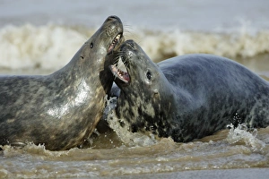 Grey Seal - 2 bulls fighting in surf during breeding season Grey Seal - 2 bulls fighting in surf during breeding season