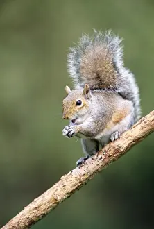 John Daniels Wildlife Photography Prints: Grey Squirrel