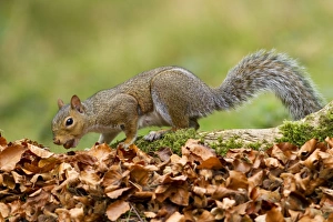 Grey Squirrel - finding acorn amongst autumn leaves in deciduous woodland - October Grey Squirrel - finding acorn amongst autumn leaves in deciduous woodland - October