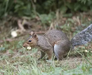 Grey Squirrel Print - On Ground with Hazelnut