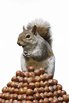 Forest Animal Pictures Prints: Grey Squirrel - on pyramid of Hazelnuts