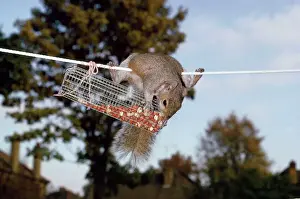 Prints of LB-4956 GREY SQUIRREL - On washing line robbing peanuts from bird feeder Sciurus carolirensis Ian Beames Please note that prints are for personal display purposes only Squirrel Prints: Grey Squirrel Print, 8x12 inches
