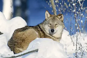 Grey Wolf Pictures Prints: Grey Wolf - in snow